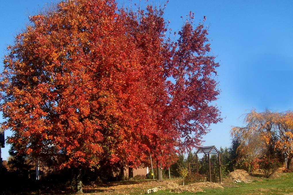 fall color photo