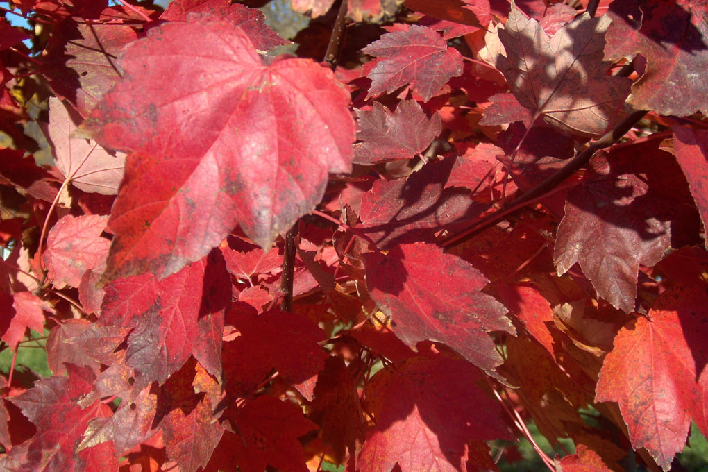 maple leaves photo