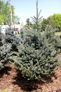 photo of spruce
