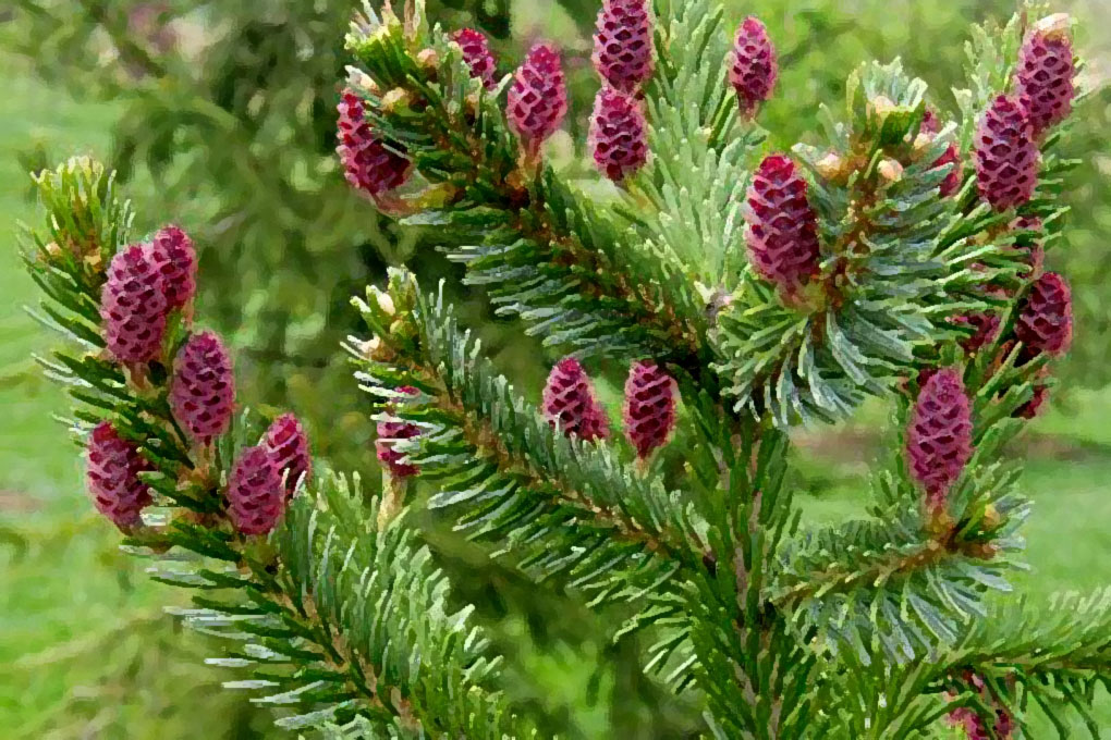 spruce by Kim S